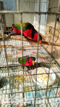 Black capped lory